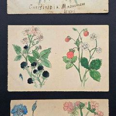 Antique botanical & butterfly postcards set
