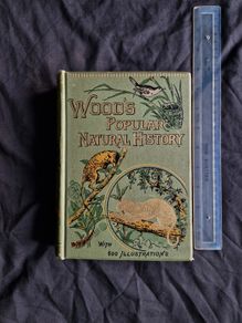 Wood's Natural History, 1893 ed. Incredible Condition.