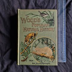 Wood's Natural History, 1893 ed. Incredible Condition.