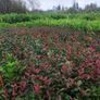 Cherry Laurel Hedging 3.5..4ft just 9.50 euro Image 4