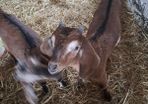 kid goats