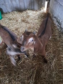 kid goats