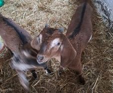 kid goats