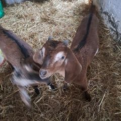 kid goats
