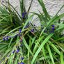 Plant Dianella Image 2