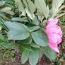 Peony Image 2