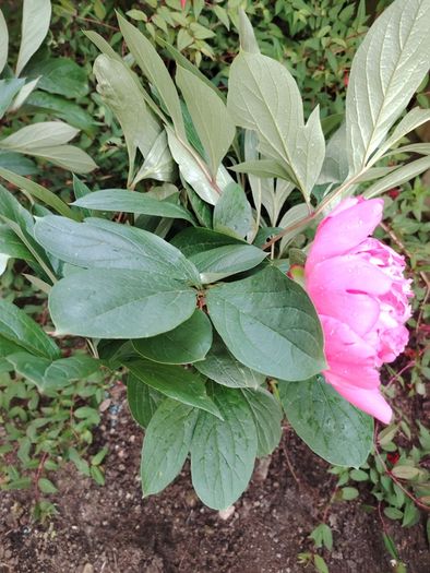 Peony