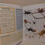 The Big Book Of Animals, Children,s Encyclopedia book Image 6