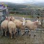 Organic Cheviot Hoggets Image 5