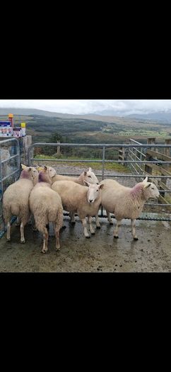 Organic Cheviot Hoggets