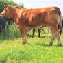 15 exceptional breeding heifers Tullamore mart 3rd Image 5
