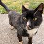 Cat Adoption Image 6