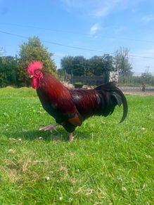 NO LONGER AVAILABLE- Rooster - Free to a good home