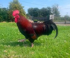 NO LONGER AVAILABLE- Rooster - Free to a good home