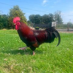 NO LONGER AVAILABLE- Rooster - Free to a good home