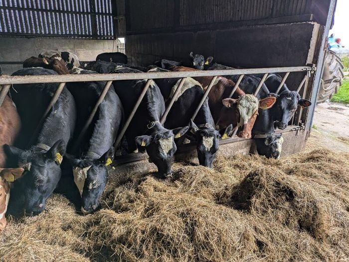 Yearling Heifers