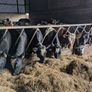 Yearling Heifers Image 2