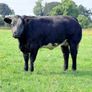 15 exceptional breeding heifers Tullamore mart 3rd Image 10