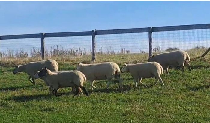 Hoggets for sale