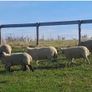Hoggets for sale Image 3