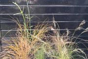 tall grasses , 4 " green pony tail " &amp; 1 bronze  ,