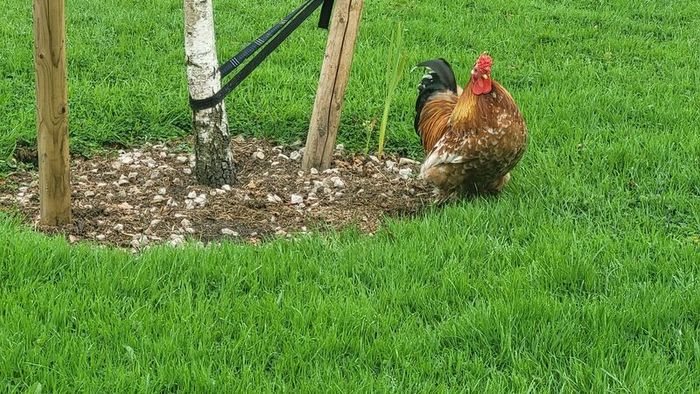 Rooster frizzel feathered