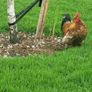 Rooster frizzel feathered Image 2