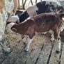 Calf Image 3