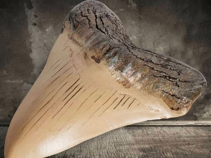 1/1  copy of a prehistoric megladon shark tooth.