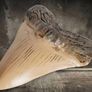 1/1  copy of a prehistoric megladon shark tooth. Image 6