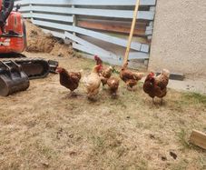 hens