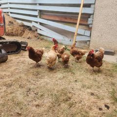 hens