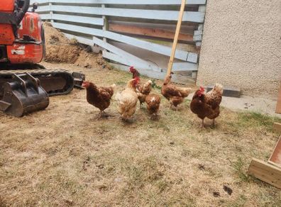 hens