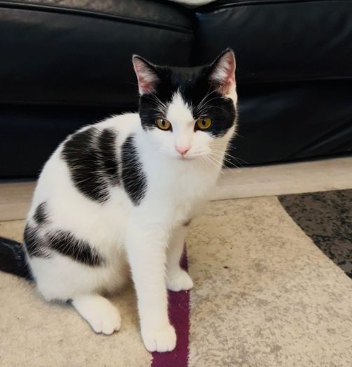 Adaption Cat Cats for adoption in Dublin 18, Dublin from bogdanmihai