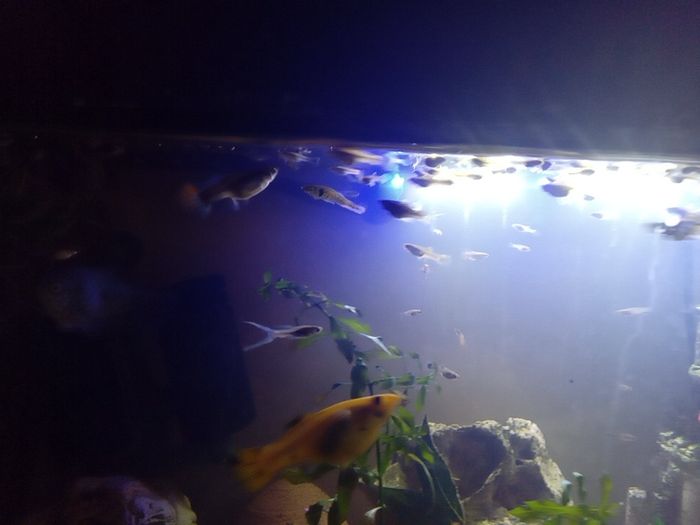 Guppies