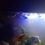 Guppies Image 4