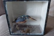 Antique taxidermy Kingfisher in wooden case with a glass front
