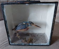 Antique taxidermy Kingfisher in wooden case with a glass front