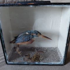 Antique taxidermy Kingfisher in wooden case with a glass front