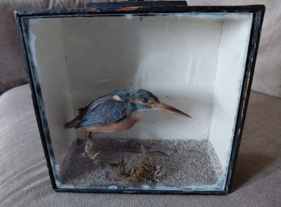 Antique taxidermy Kingfisher in wooden case with a glass front