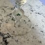Tullamore Dew Irish Coffee glass Image 3
