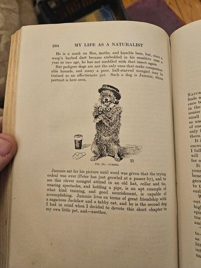 My Life As A Naturalistic. By W. Percival Westell. First Edition 1918 Hardback In Fair Condition.  See Photos For Same.