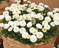 (D) Large Flowered Daisy White seeds 0.1g (447040)