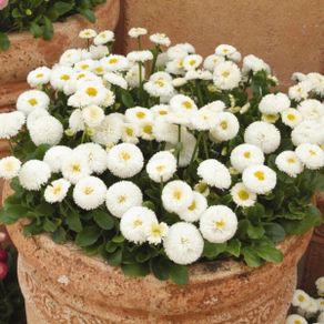 (D) Large Flowered Daisy White seeds 0.1g (447040)