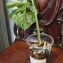 No.69 Monstera Albo Image 4