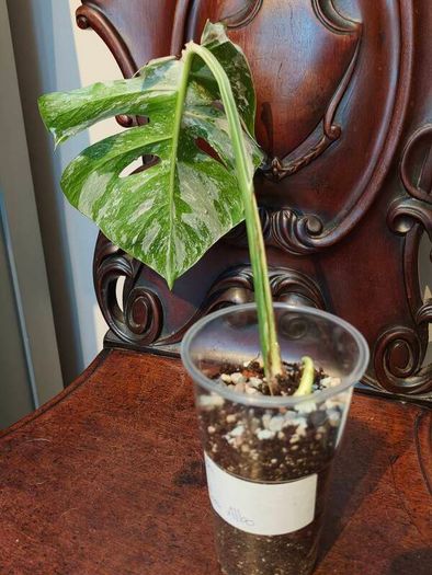No.69 Monstera Albo