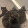 kittens Image 3