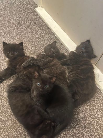 kittens