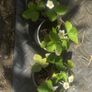 10 plants white strawberries Image 2