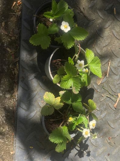 10 plants white strawberries